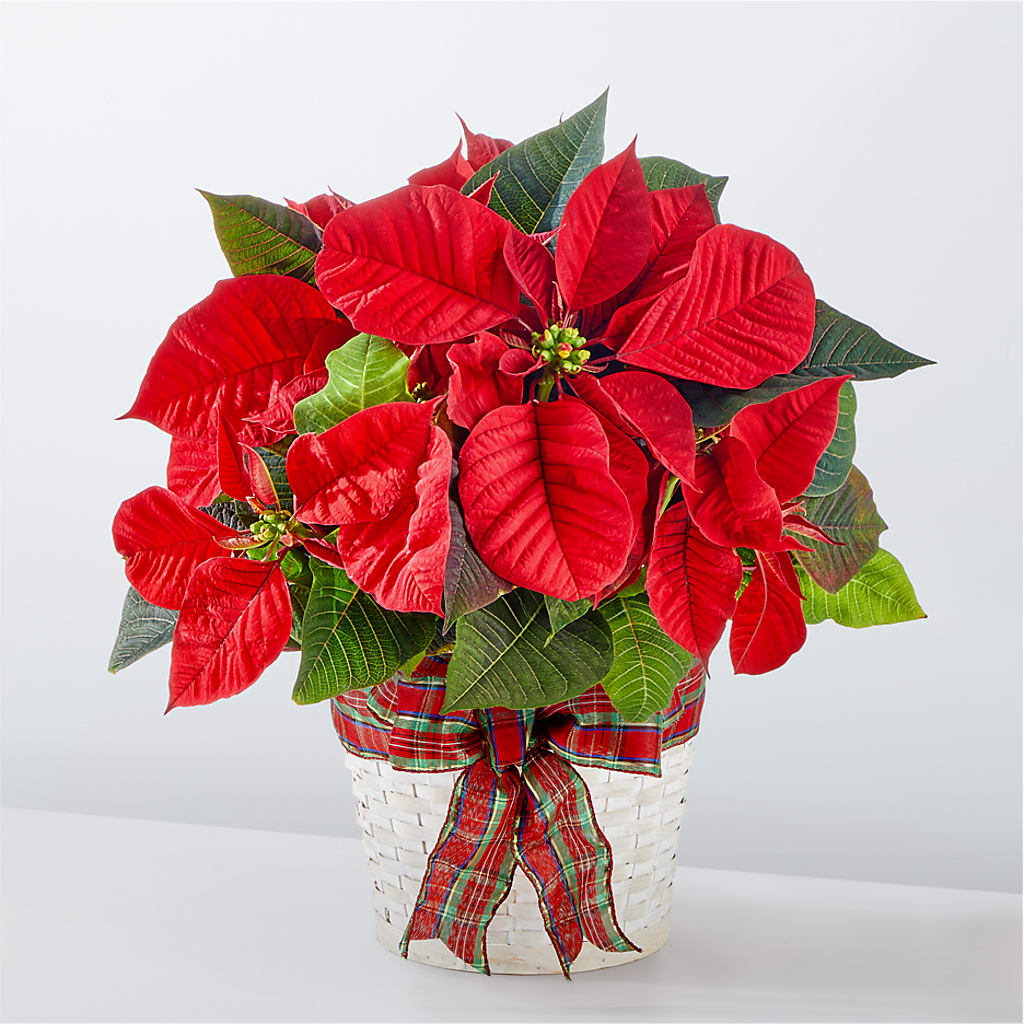Happiest Holidays Poinsettia – Princess Flowers, Las Vegas NV