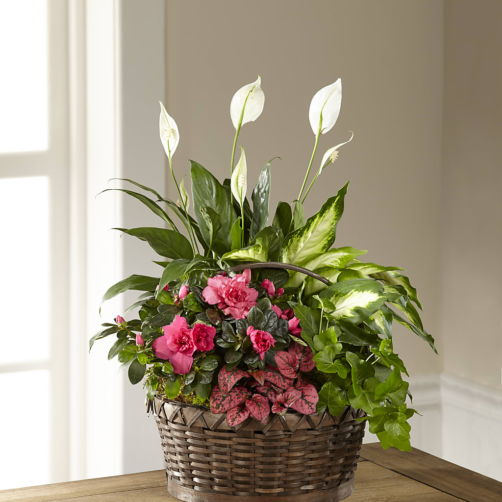 Dream in Pink Dishgarden – Princess Flowers, Las Vegas NV