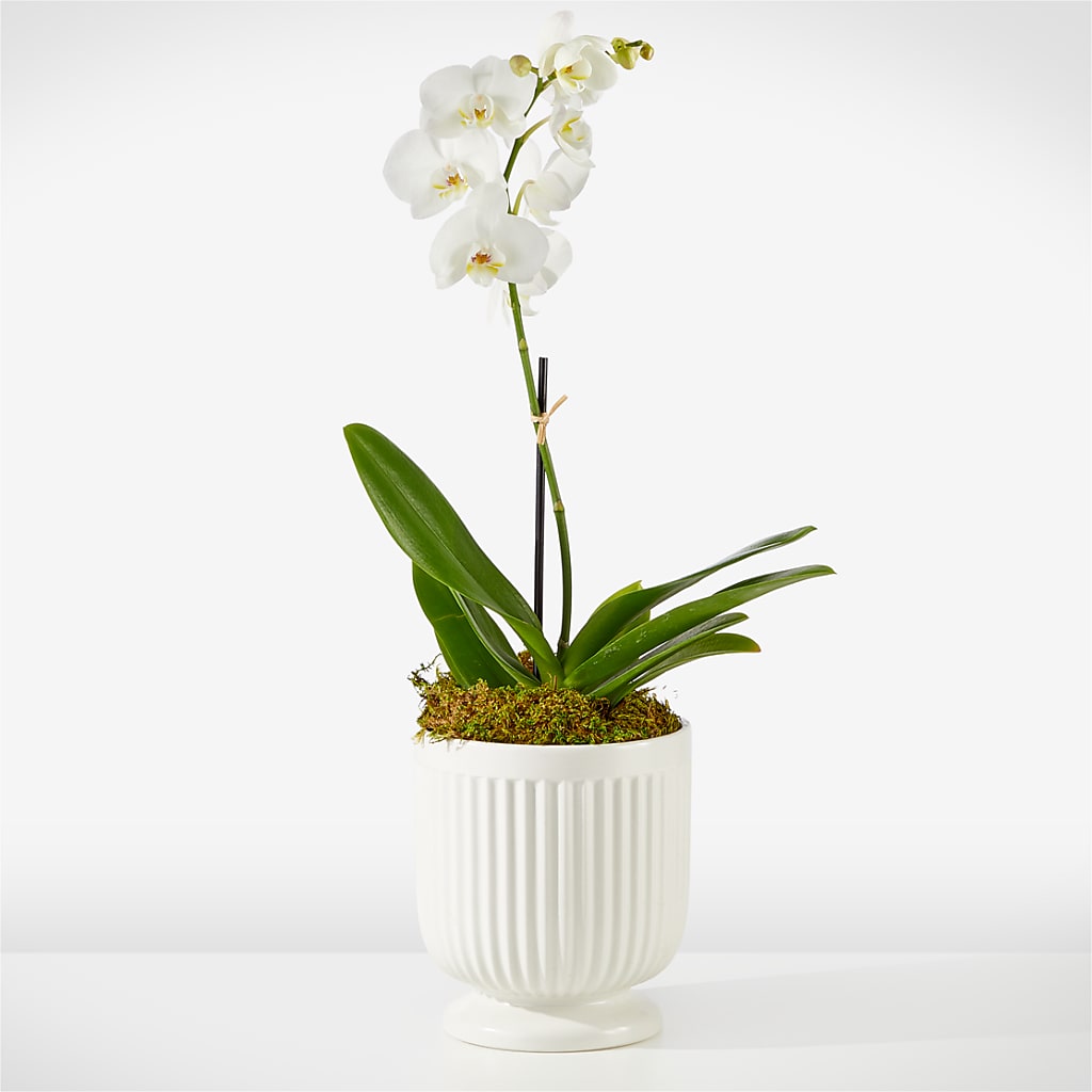 Whispering White Orchid – Princess Flowers, Las Vegas NV