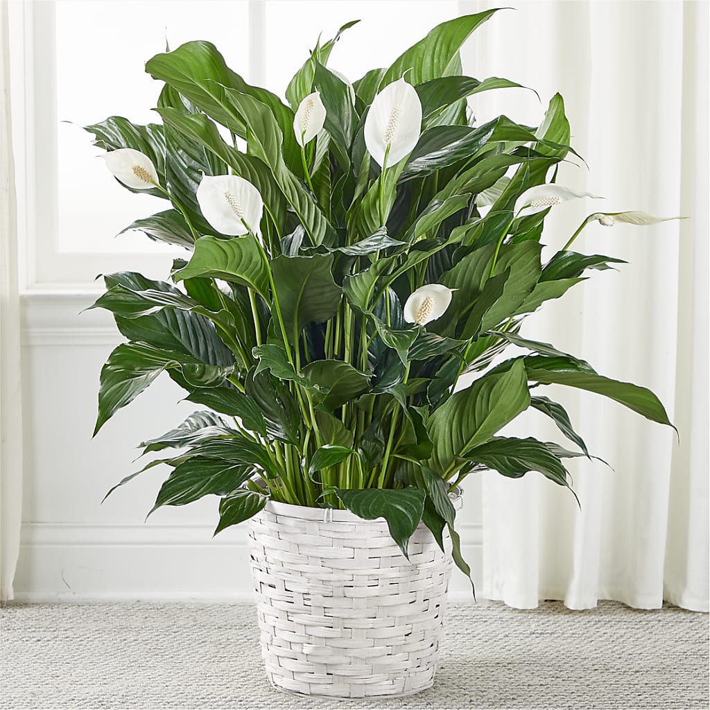 A New Leaf Peace Lily – Princess Flowers, Las Vegas NV