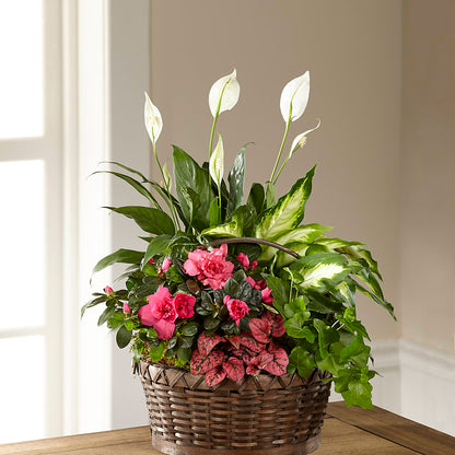 Dream in Pink Dishgarden –  Princess Flowers, Las Vegas NV